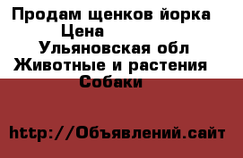 Продам щенков йорка › Цена ­ 14 000 - Ульяновская обл. Животные и растения » Собаки   